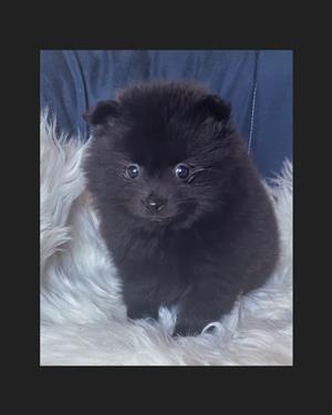 Toy Pom / Pomeranian