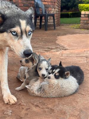 Husky puppies 