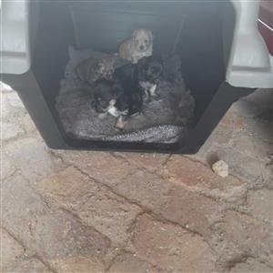 Yorkie mix pekingese puppies for sale in springs 