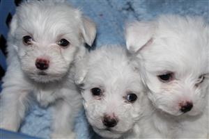 Maltese Puppies male