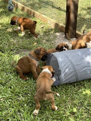 Beautiful Boxer puppies