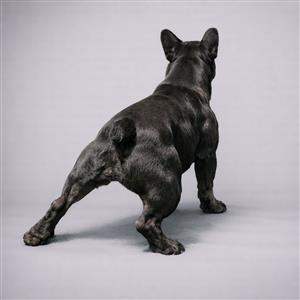 Miss Bon Bon : Frenchie Private Placement Collection