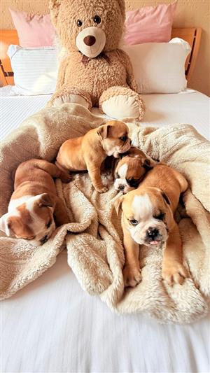 Beautiful English bulldog puppies available