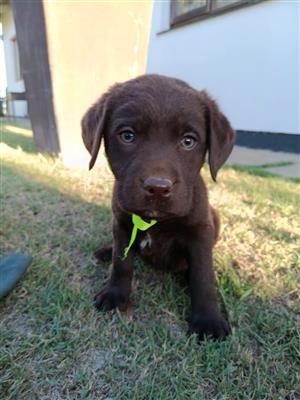 Chocolate labrador puppies for sale