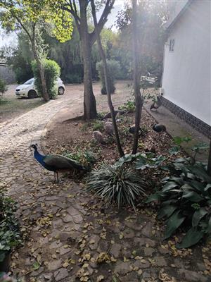Peacocks and Peahens 