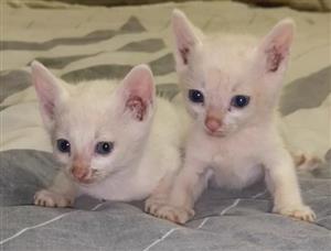 White kitten for sale x3