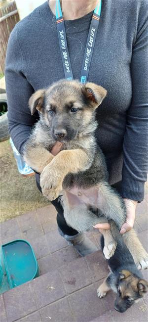 German Shepherd puppies for sale 