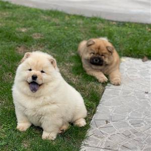 FLUFFY CHOW CHOW PUPPIES READY FOR THEIR FOREVER HOMES