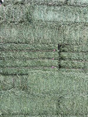Lucerne Hay for Horses