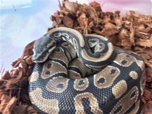 Ball python for sale 