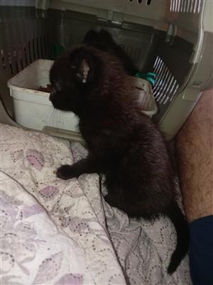 Kittens 