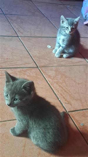 x2 Grey Kittens