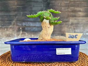 Euphorbia Stellata / Melkdoring