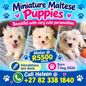 Miniature Maltese Puppies