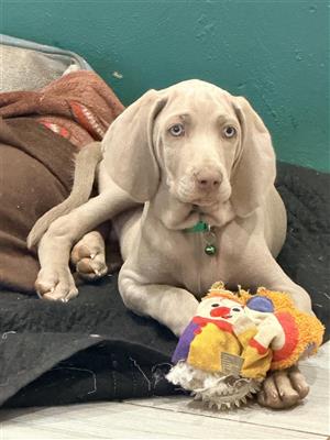 Beautiful Pure Male Weimaraner Puppy
