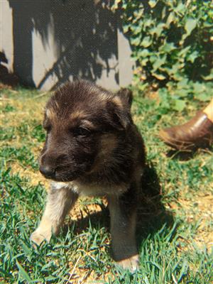 Pure Breed German Shepherd male and female puppies for sale 