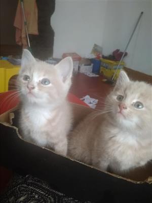 Two ginger kitten for sale 