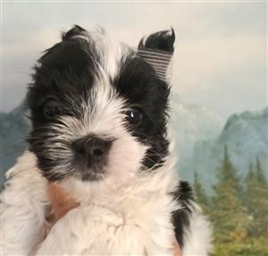 Yorkie puppies 