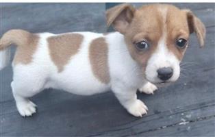 Pure Bred short legged Jack Russell pups for sale