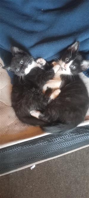  Tuxedo Kittens