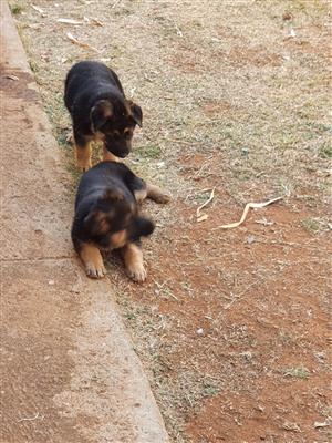 German Shepherd In Dogs And Puppies In Roodepoort Junk Mail
