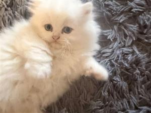 Purebred Persian Kitten Ready for New Home.