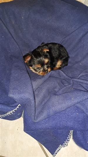 Yorkshire terrier puppy