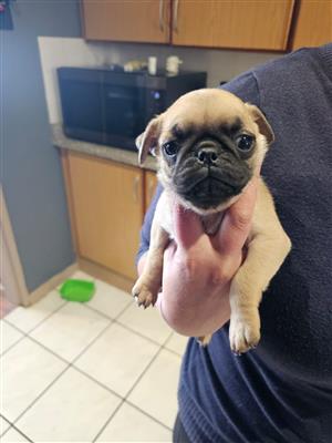 Pug Puppies