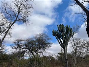 Farm For Sale in Polokwane Rural