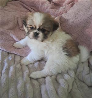 Stunning Pekingese girl