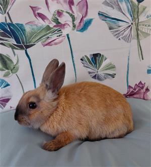 Netherland dwarf rabbit 12 weeks