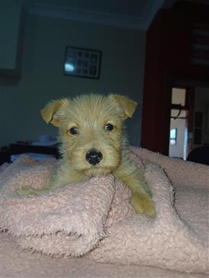 Scottish Terrier puppies for sale