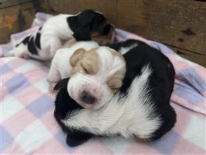Basset Hound Puppies