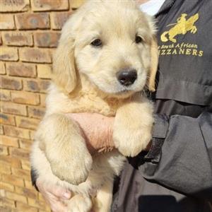 Golden Retriever pups