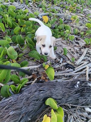 Purebred minature jack Russell puppies 