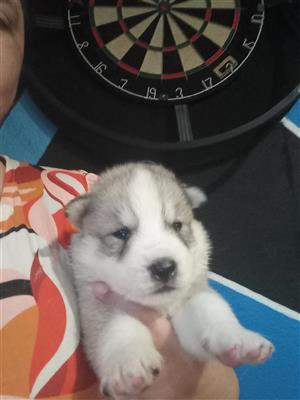 Husky puppies