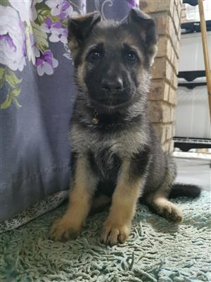 German Shepherd In Pets In Gauteng Junk Mail