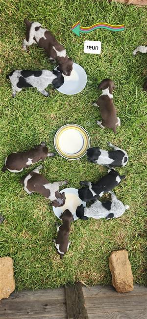 German Shorthaired Pointers (GSP)