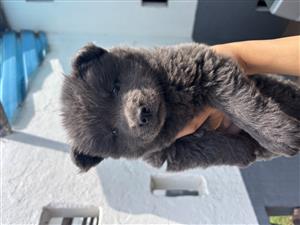 Chow chow puppies 