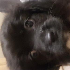 PeekaPoo puppy