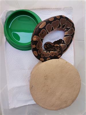 Female ball python for sale