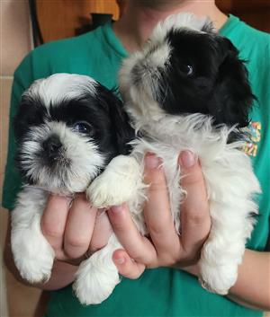 Shih-Tzu Puppies