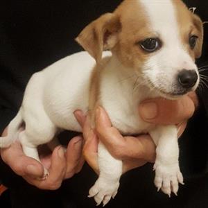 Short legs zjsck Rusdell