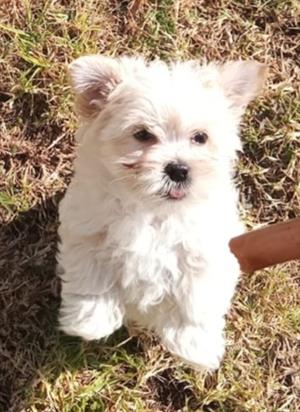 Beautiful Yorkie for sale | Junk Mail