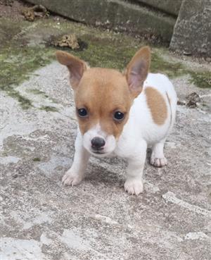 Beautiful and healthy Purebred Short legged  Jack Russell pups for sale.