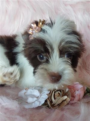 Gorgeous yorkshire terrier babies