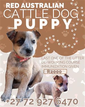 Australian cattle dog puppies / beeshond 