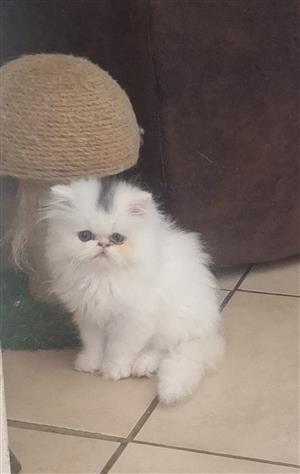 Persian kittens