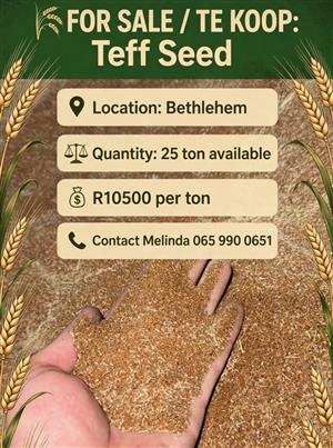 Teff seed 