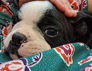  BOSTON  TERRIER  STUNNING BOY PUPPY 